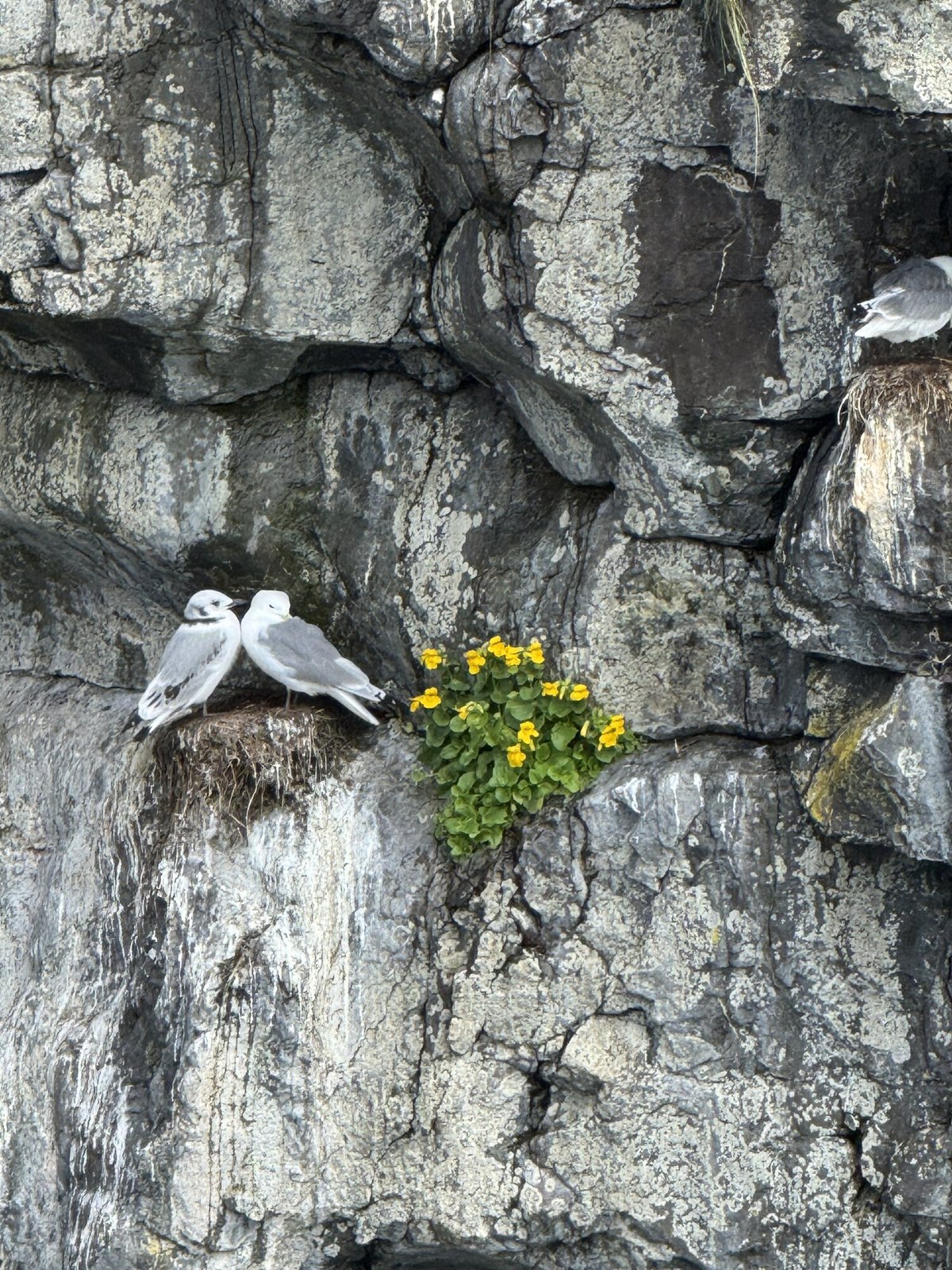 Two kittiwakes nesting on an Alaskan cliff, wildflowers blooming alongside