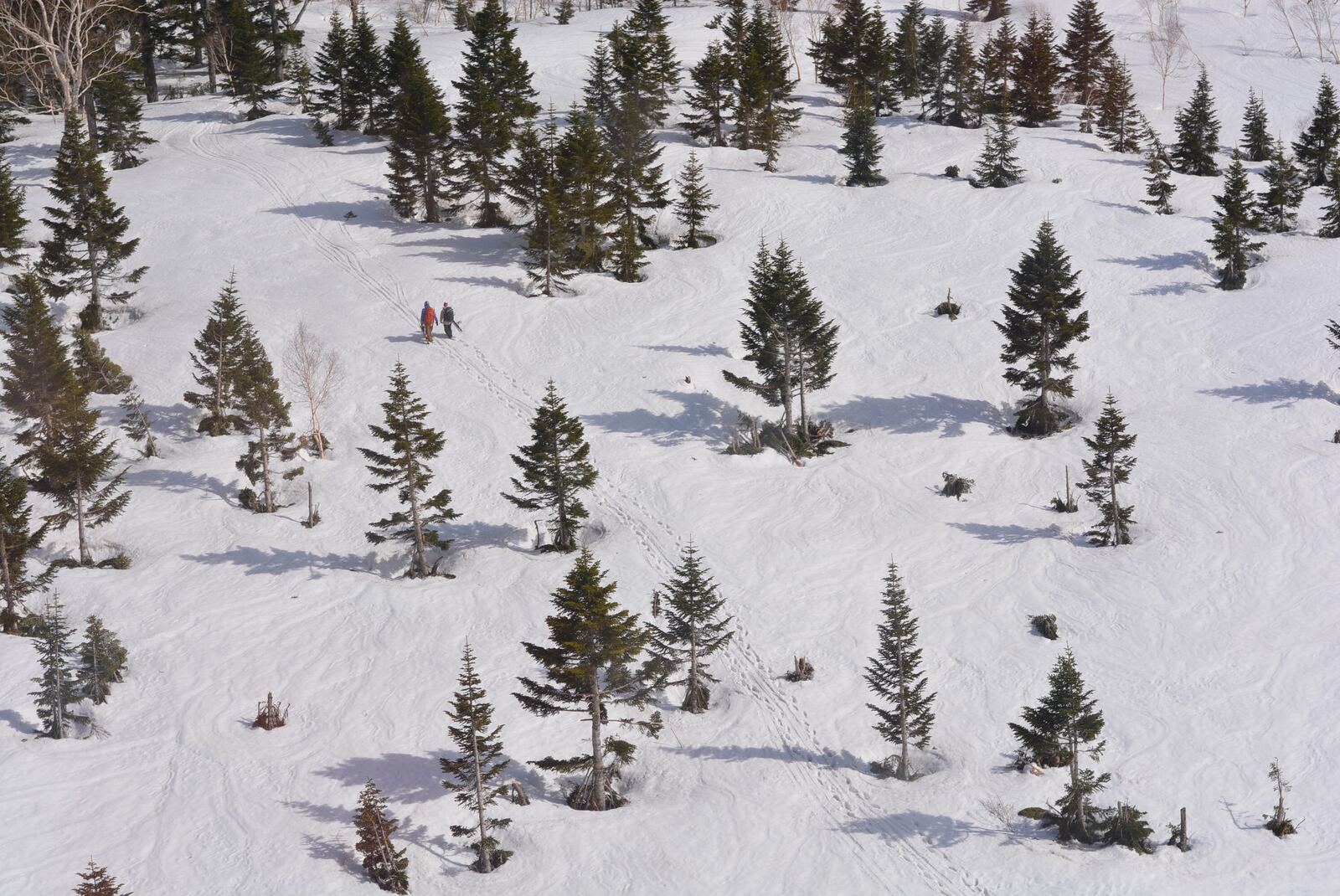 Animal de Compagnie Collection 01 — snow landscape, the journey of two companions